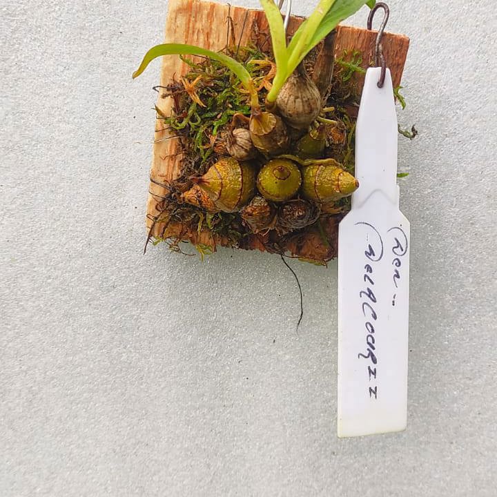 Dendrobium delacourii Guill.