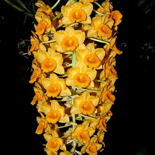 Dendrobium densiflorum (Pineapple Orchid)