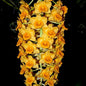 Dendrobium densiflorum (Pineapple Orchid)