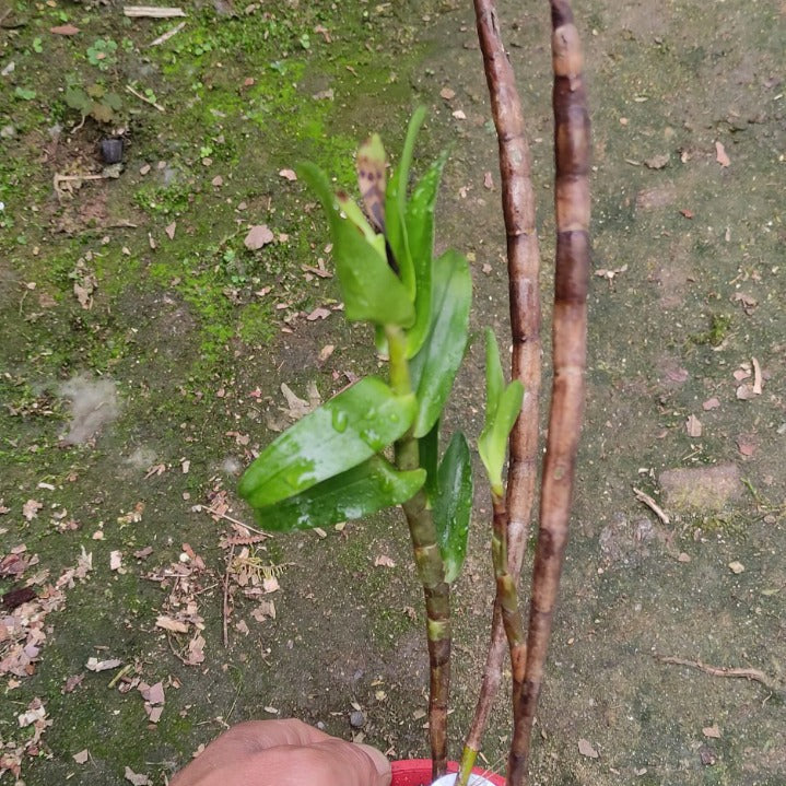 Dendrobium ellipsophyllum