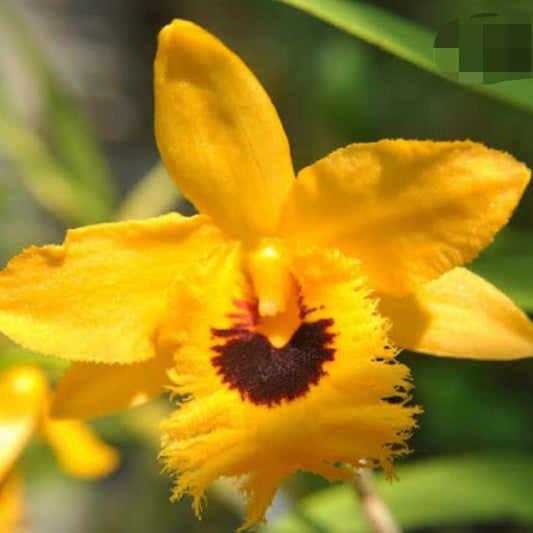 Dendrobium Fimbriatum