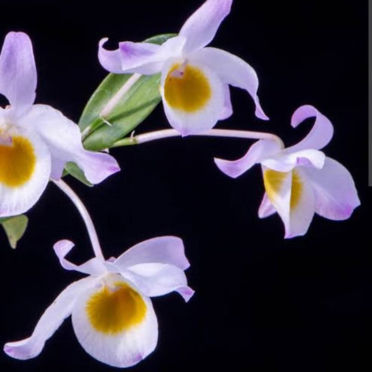 Dendrobium Findlayanum