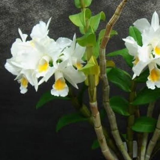 Dendrobium Formosum