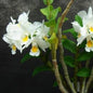 Dendrobium Formosum