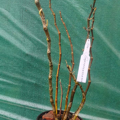 Dendrobium Gratiosissimum