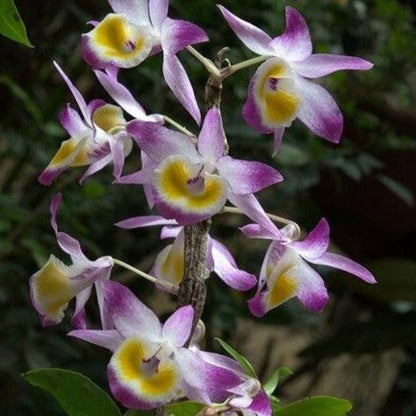 Dendrobium Gratiosissimum