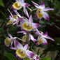Dendrobium Gratiosissimum