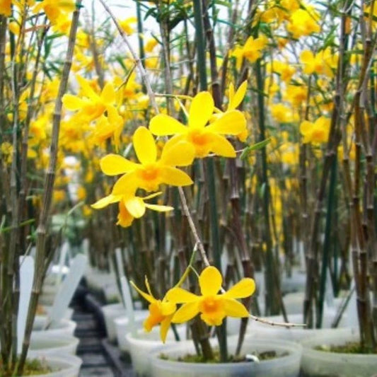 Dendrobium hancockii