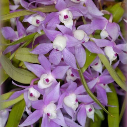 Dendrobium Hercoglossum