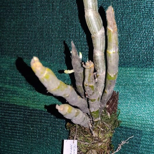 Dendrobium heterocarpum