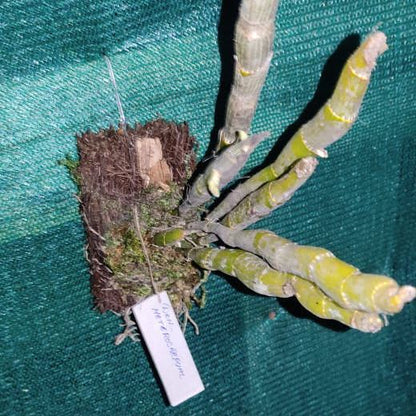 Dendrobium heterocarpum