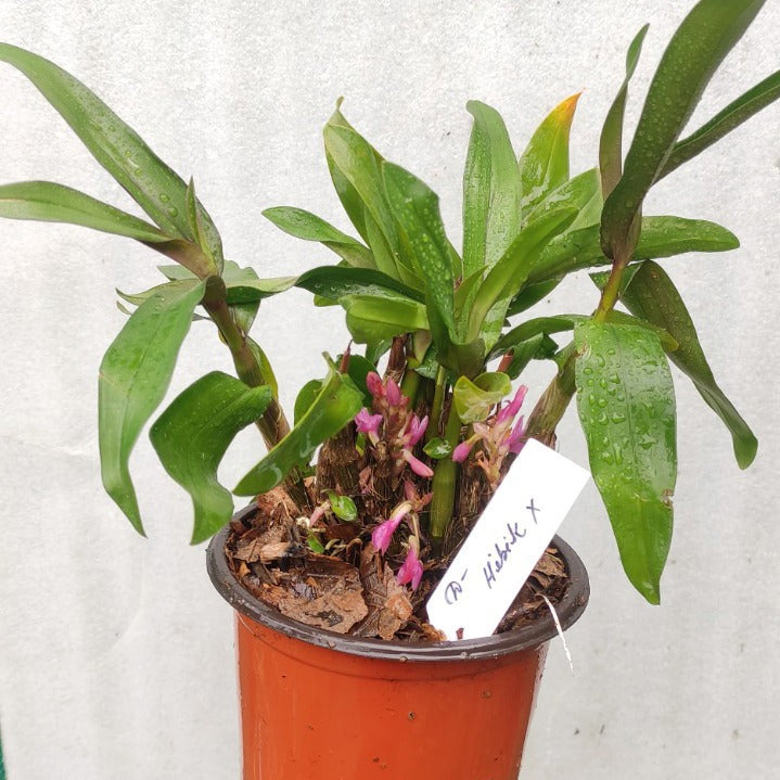 Dendrobium hibiki
