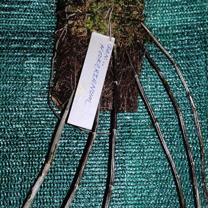 Dendrobium hookerianum