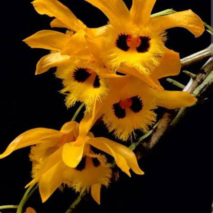 Dendrobium hookerianum