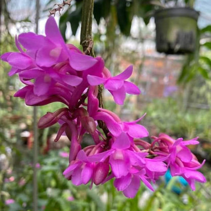 Dendrobium intricatum