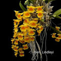 Dendrobium lindleyi