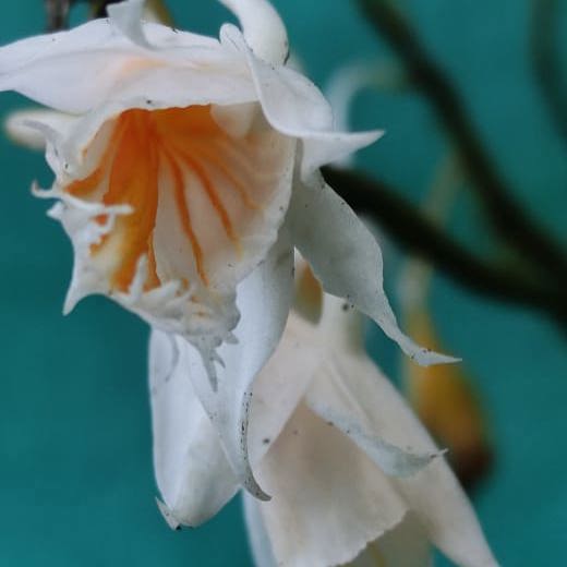Dendrobium Longicornu