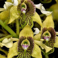 Dendrobium macrophyllum (Large-Leaved Dendrobium)