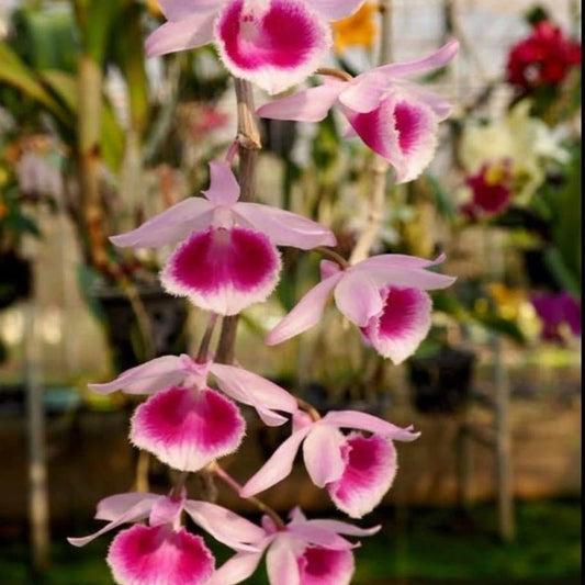 Dendrobium Mentor