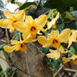 Dendrobium Moschatum