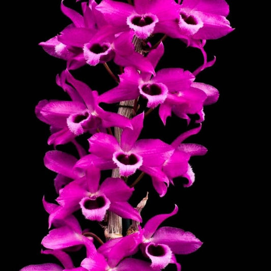 Dendrobium Nestor