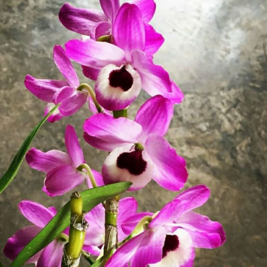 Dendrobium Nobile