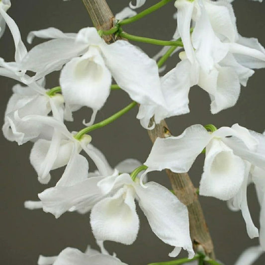 Dendrobium Nobile Alba
