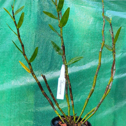 Dendrobium ochraceum (Golden Yellow Dendrobium)