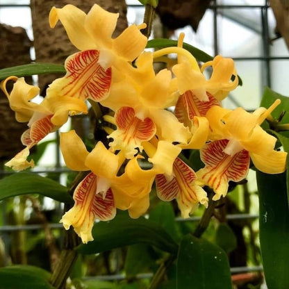 Dendrobium ochraceum (Golden Yellow Dendrobium)