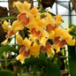 Dendrobium ochraceum (Golden Yellow Dendrobium)