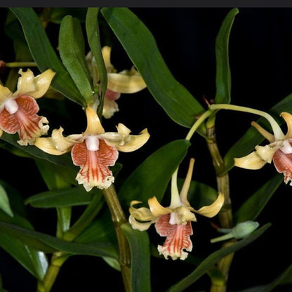 Dendrobium ochraceum (Golden Yellow Dendrobium)