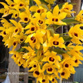 Dendrobium Ochreatum