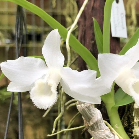 Dendrobium Parishii Alba