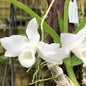 Dendrobium Parishii Alba