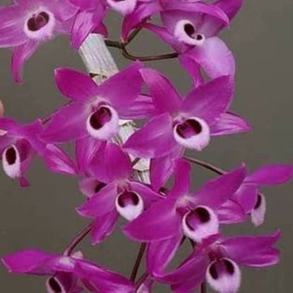 Dendrobium Parishii (Rubra)