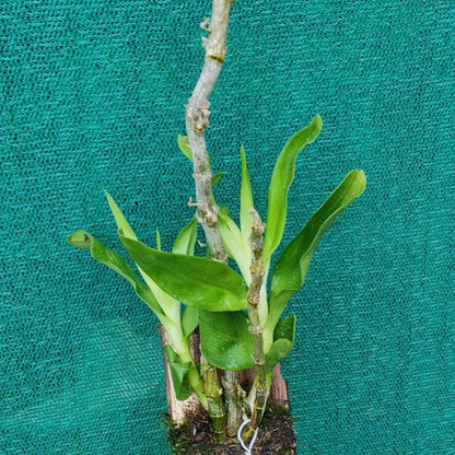 Dendrobium Parisii