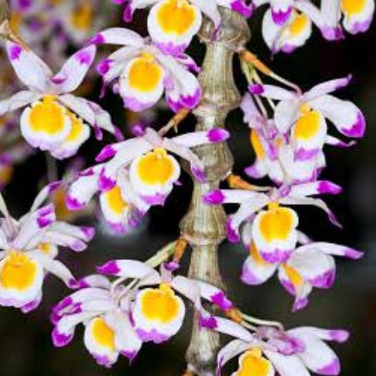Dendrobium Pendulum