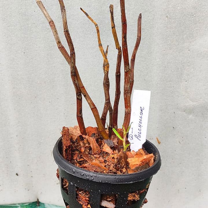 Dendrobium Pulchellum