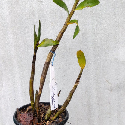 Dendrobium Sanderae Var. Major