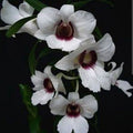 Dendrobium Sanderae Var. Major
