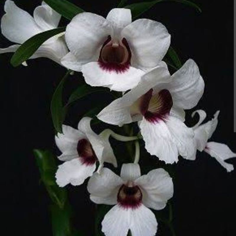 Dendrobium Sanderae Var. Major