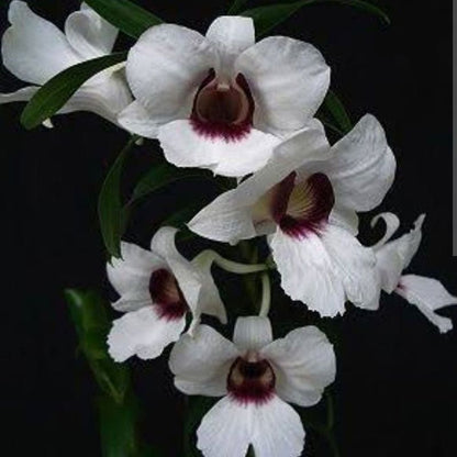 Dendrobium Sanderae Var. Major