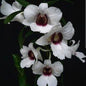 Dendrobium Sanderae Var. Major