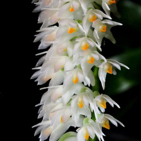 Dendrobium Secundum - Alba