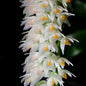 Dendrobium Secundum - Alba