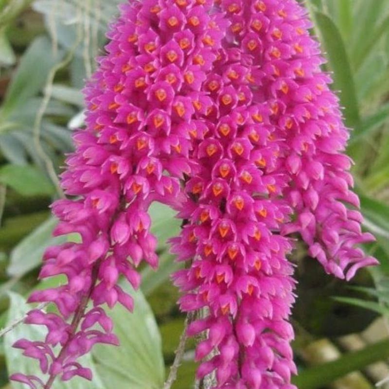 Dendrobium Secundum Pink