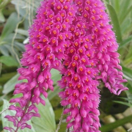 Dendrobium Secundum Pink