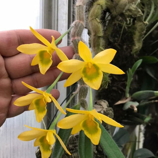 Dendrobium Senile
