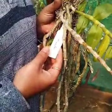 Dendrobium Super Nestor