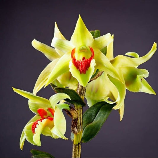 Dendrobium Suzukii